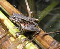 Rana draytonii