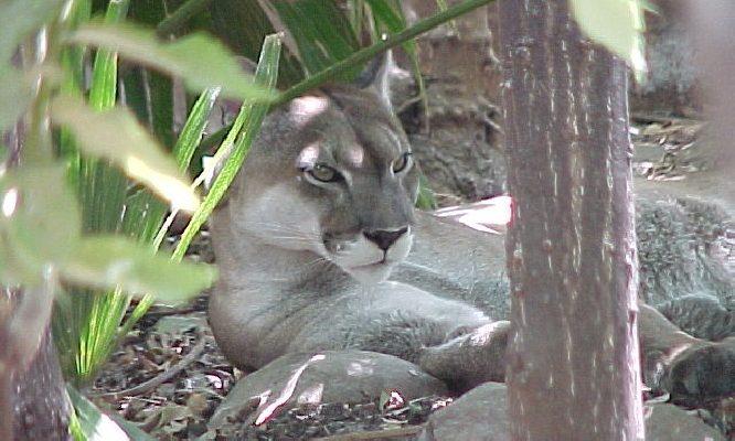 Puma (=Felis) concolor costaricensis