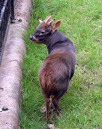 Pudu pudu
