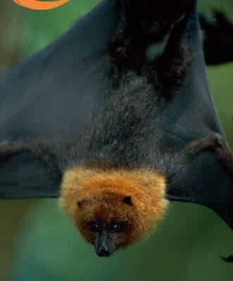 Pteropus rodricensis