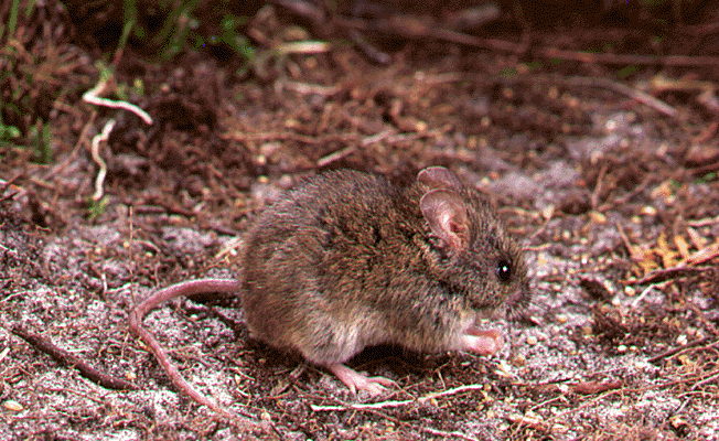 Pseudomys novaehollandiae