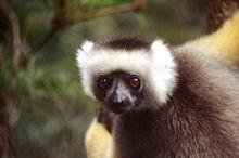 Propithecus spp.