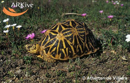Psammobates geometricus