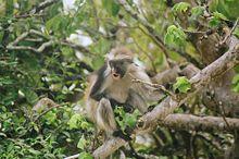 Procolobus (=Colobus) pennantii (=kirki) kirki