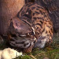 Prionailurus (=Felis) bengalensis bengalensis