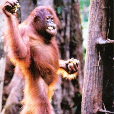 Pongo pygmaeus