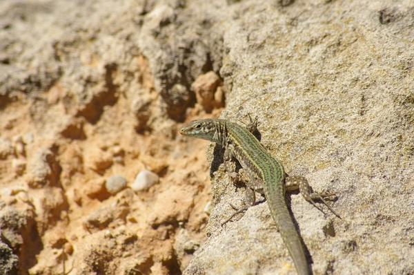 Podarcis pityusensis