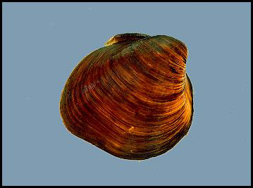 Pleurobema plenum