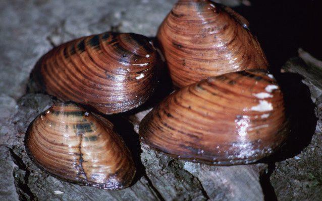 Pleurobema clava