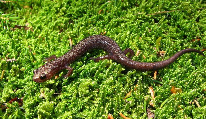 Plethodon nettingi