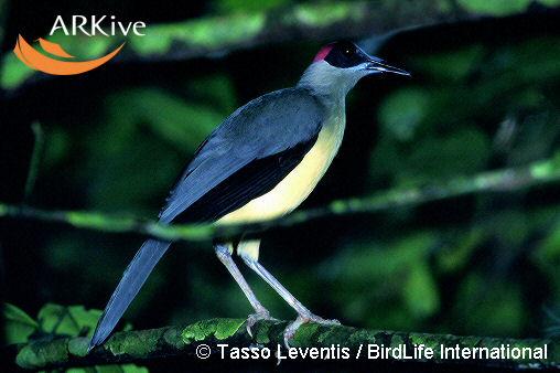 Picathartes oreas