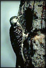 Picoides borealis
