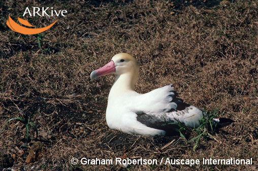 Phoebastria (=Diomedea) albatrus