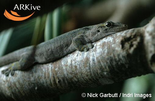 Phelsuma guentheri
