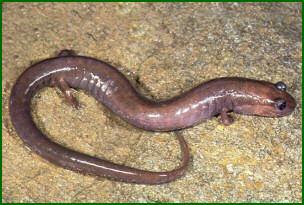 Phaeognathus hubrichti