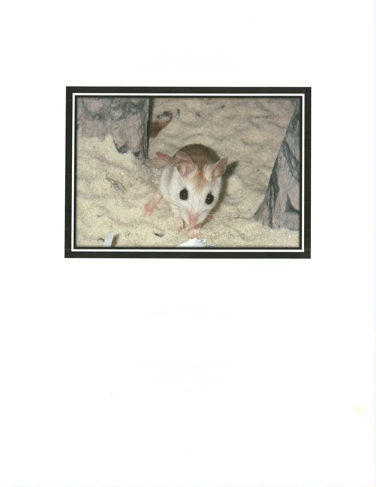 Peromyscus polionotus trissyllepsis