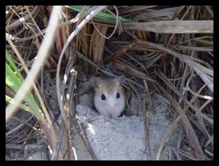 Peromyscus polionotus phasma