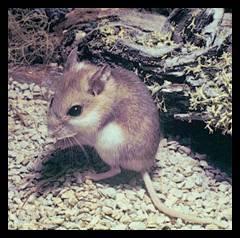 Peromyscus polionotus niveiventris