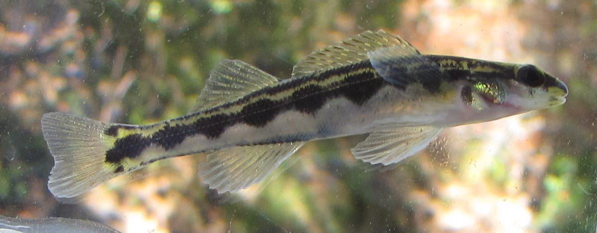 Percina aurolineata