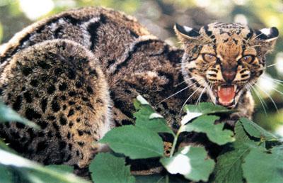 Pardofelis (=Felis) marmorata