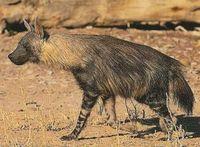 Parahyaena (=Hyaena) brunnea