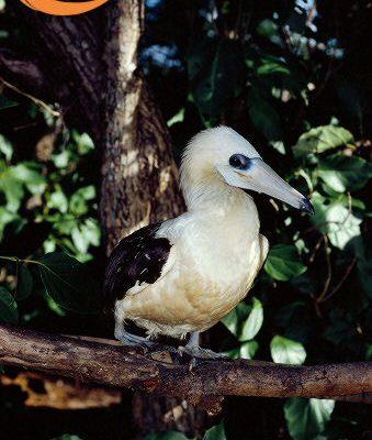 Papasula (=Sula) abbotti