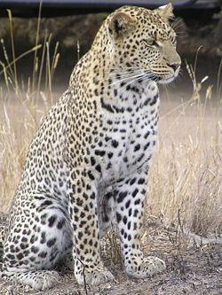 Panthera pardus
