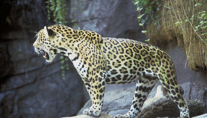 Panthera onca