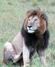 Panthera leo ssp. leo