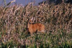 Ozotoceros bezoarticus