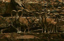 Ovis musimon ophion