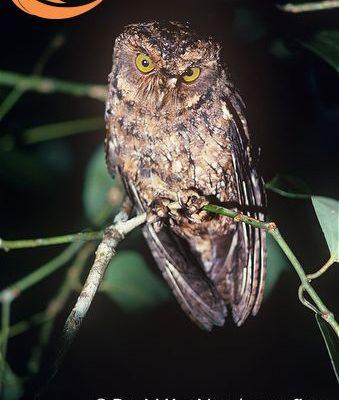 Otus magicus (=insularis) insularis