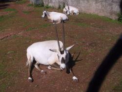 Oryx leucoryx