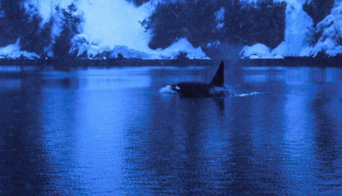 Orcinus orca