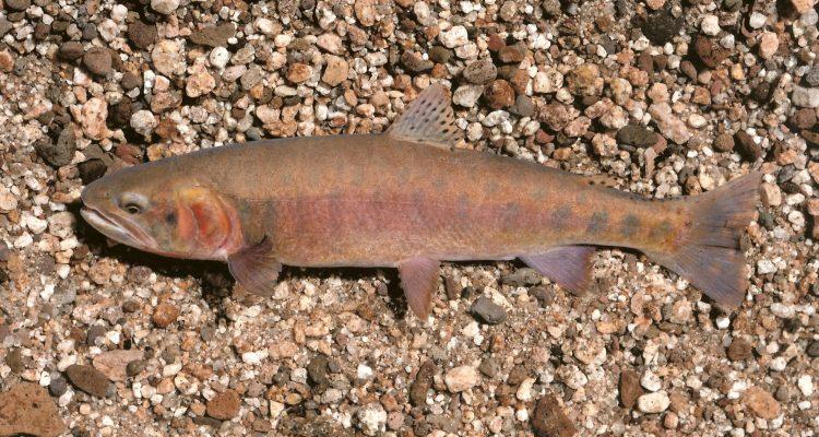 Oncorhynchus clarkii seleniris