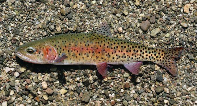 Oncorhynchus clarkii henshawi