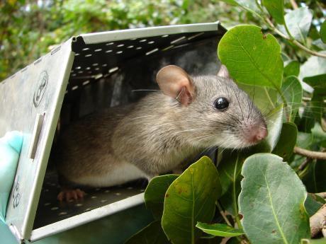 Neotoma floridana smalli