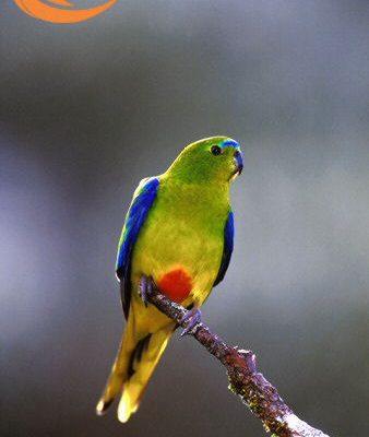 Neophema chrysogaster