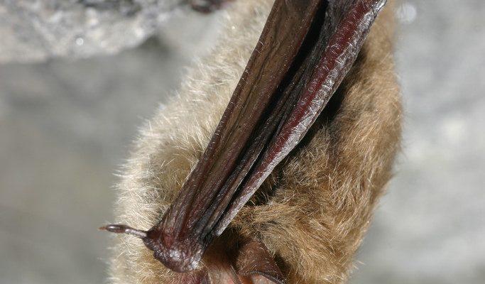 Myotis septentrionalis