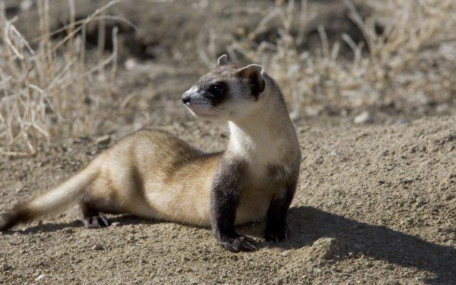 Mustela nigripes