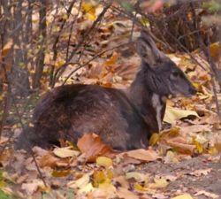 Moschus spp. (all species)