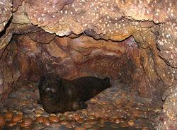 Monachus monachus