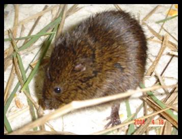 Microtus pennsylvanicus dukecampbelli