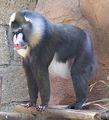 Mandrillus (=Papio) sphinx