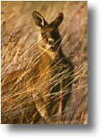 Macropus giganteus tasmaniensis