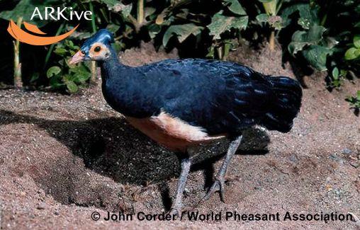 Macrocephalon maleo