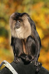 Macaca silenus