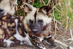 Lycaon pictus