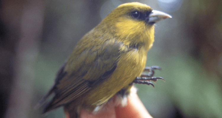 Loxops caeruleirostris