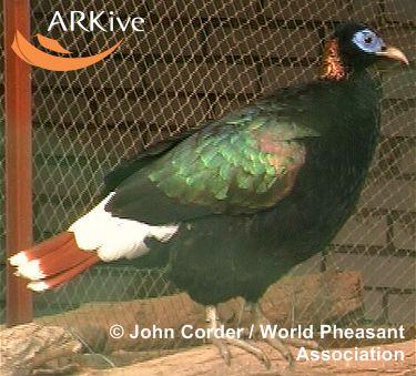 Lophophorus sclateri